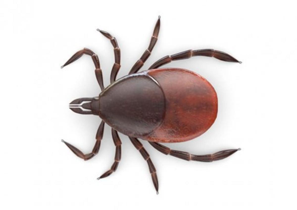 British Orienteering