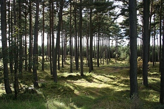Scottish Relay Champs 2018
- Roseisle. Credit: Anne Burgess