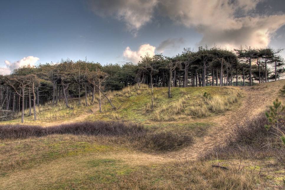 Formby pinewoods