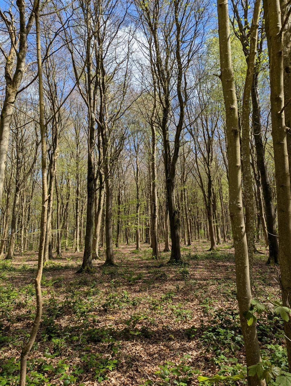 Orienteering Image