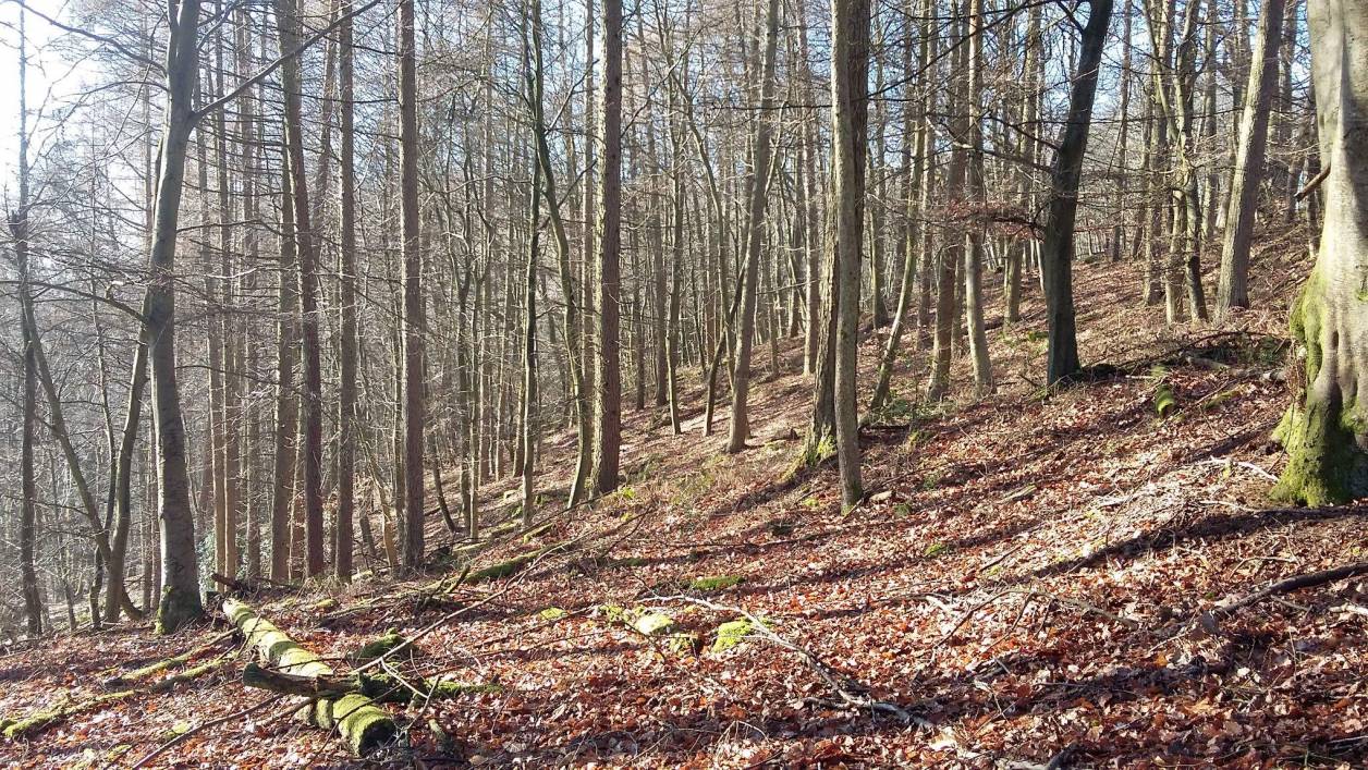 British Long Champs 2022 terrain. Photo credit: Dave Peel