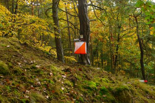 orienteering image