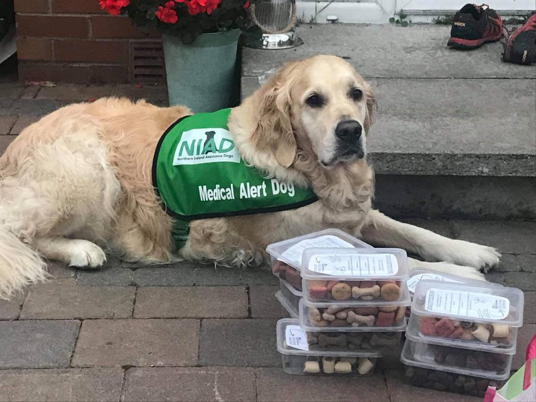 Echo - Northern Ireland Assistance Dogs (NIAD) 