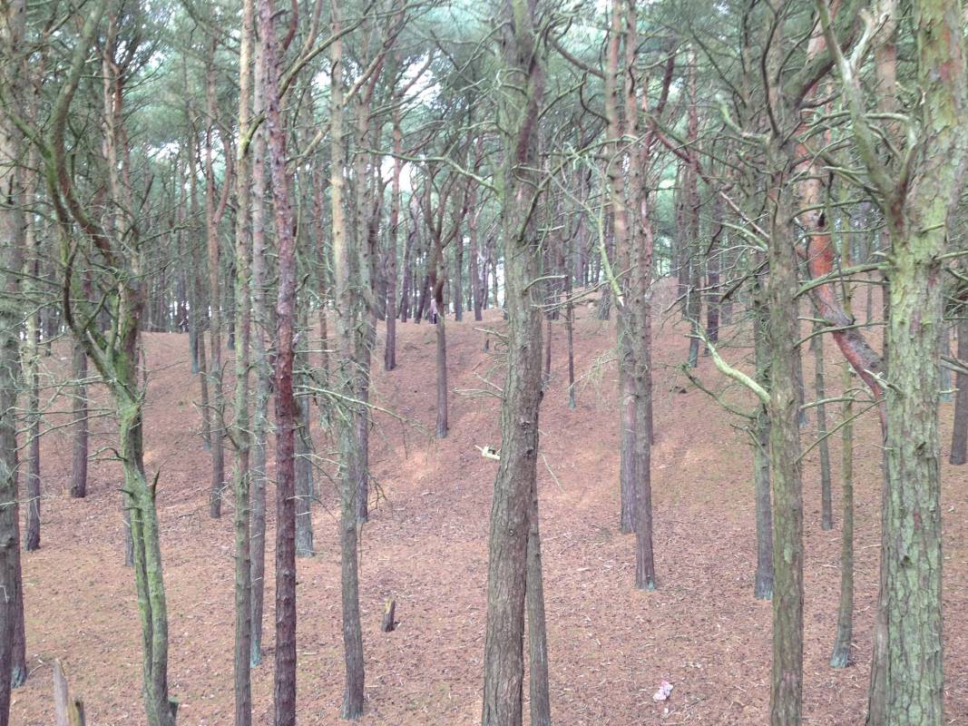 Formby squirrel reserve 