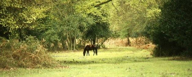 New Forest 