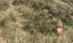 Update from the British Orienteering Championships 2021 Organising Team