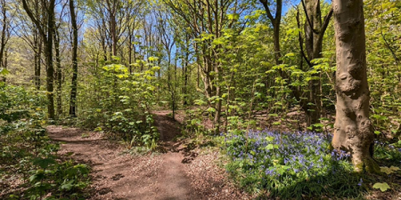 Join Southdowns Orienteers for a weekend of orienteering in Sunny Sussex